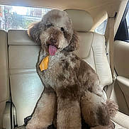 Ranger joined the competition — help win amazing prizes! backseat, beige, brown, canine, car_interior, companion, cute, dog, domestic_animal, fluffy, friendly, furry, leather_seat, pet, poodle, seatbelt, sitting, tie, tongue_out, window