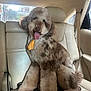 backseat, beige, brown, canine, car_interior, companion, cute, dog, domestic_animal, fluffy, friendly, furry, leather_seat, pet, poodle, seatbelt, sitting, tie, tongue_out, window