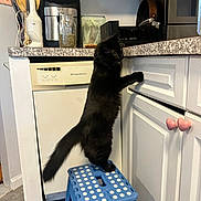 Enid joined the competition — help win amazing prizes! cat, black_cat, step_stool, kitchen, counter, cabinet, dishwasher, utensils, appliance, floor, tile_floor, curious, pet, indoor, furniture, animal, standing, reaching, domestic, household