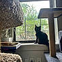 black_cat, cat, windowsill, window, tree, greenery, cat_tree, indoor, daylight, curious, pet, animal, furniture, cozy, home, plant, sunlight, looking_out, domestic, resting
