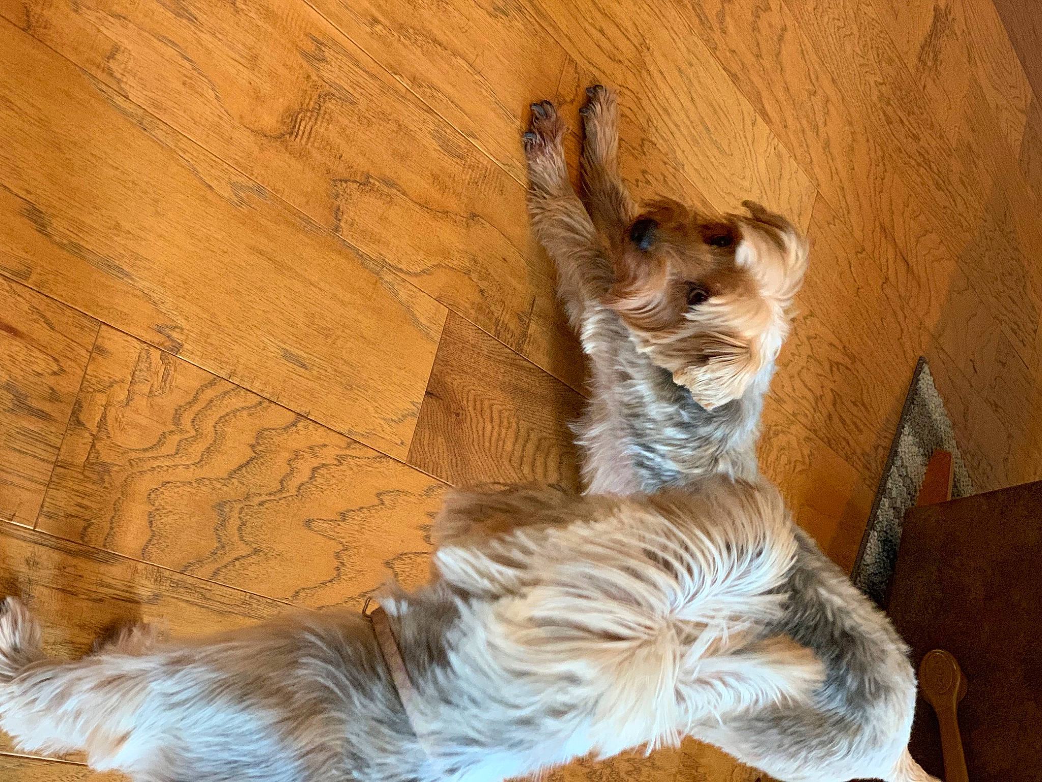 Sophie joined the competition — help win amazing prizes! carnivore, cat, european_shorthair, fawn, felidae, fur, kitten, maine_coon, norwegian_forest_cat, small_to_medium_sized_cats, tabby_cat, tail, whiskers, wood