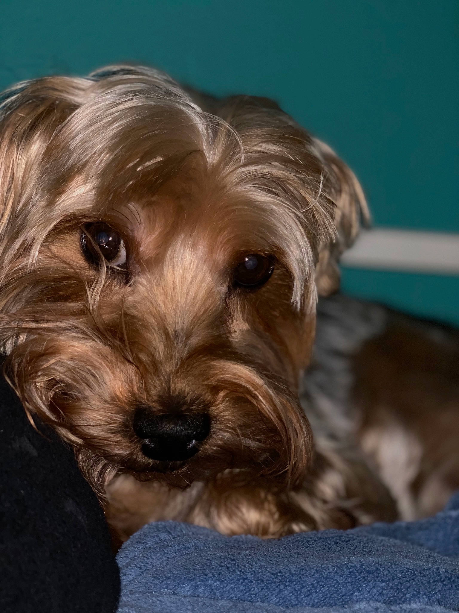 Sophie is registered to the contest to win money with this photo: canidae, carnivore, companion_dog, dog, dog_breed, dutch_smoushond, glen_of_imaal_terrier, mammal, morkie, puppy, rare_breed_dog, schnoodle, small_terrier, snout, sporting_group, sporting_lucas_terrier, terrier, toy_dog, vertebrate, yorkshire_terrier