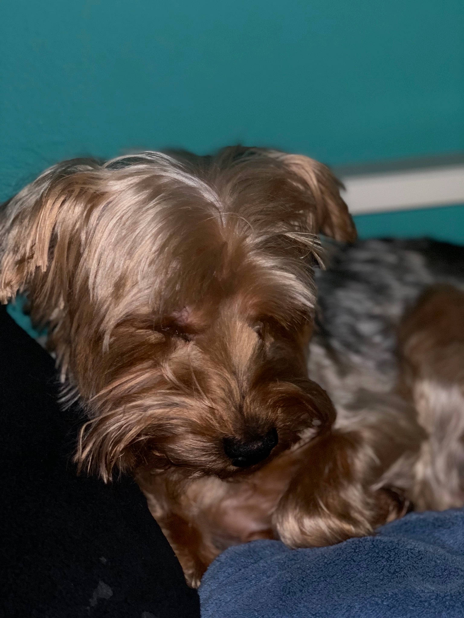 Sophie is registered to the contest to win money with this photo: australian_silky_terrier, canidae, carnivore, companion_dog, dog, dog_breed, glen_of_imaal_terrier, liver, mammal, morkie, puppy, rare_breed_dog, schnoodle, small_terrier, snout, sporting_group, terrier, toy_dog, vertebrate, yorkshire_terrier