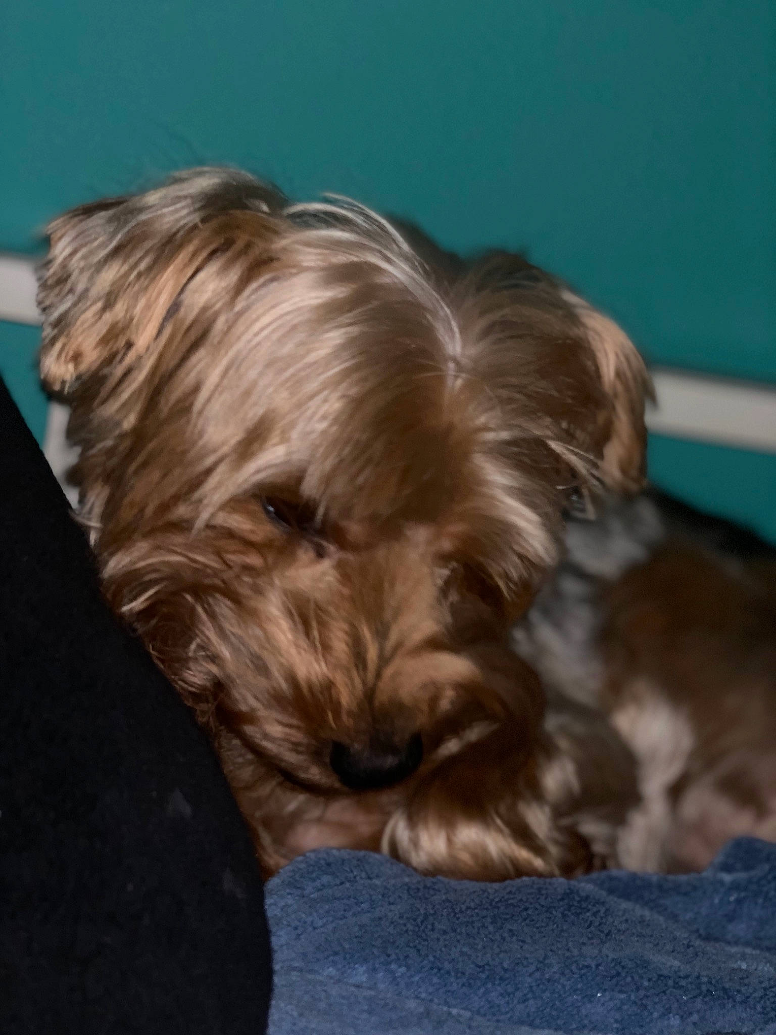 Sophie joined the competition — help win amazing prizes! australian_silky_terrier, bolonka, canidae, carnivore, chinese_imperial_dog, companion_dog, dog, dog_breed, lhasa_apso, liver, mammal, morkie, puppy, rare_breed_dog, shih_tzu, small_terrier, terrier, toy_dog, vertebrate, yorkshire_terrier
