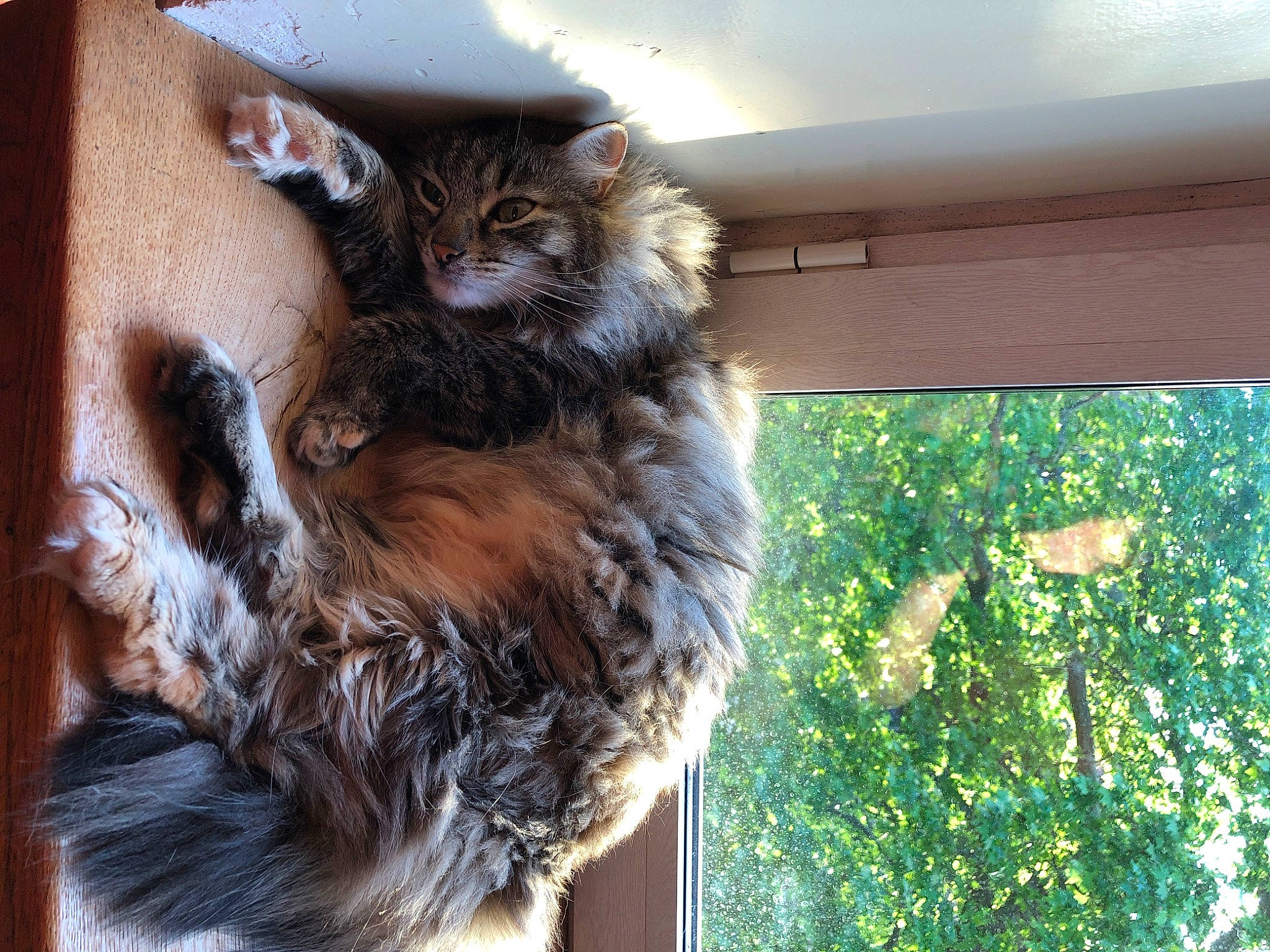 Cahuete participe au concours pour gagner de l'argent avec cette photo : animal_shelter, british_longhair, carnivore, cat, claw, domestic_short_haired_cat, fawn, felidae, fur, paw, shade, small_to_medium_sized_cats, snout, tail, terrestrial_animal, whiskers, wood