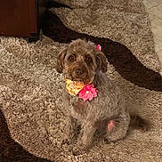 Hershey joined the competition — help win amazing prizes! accessory, animal, bandana, brown, carpet, companion, curly_fur, cute, decor, dog, domestic_animal, flower_accessory, friendly, furniture, home, indoor, looking_at_camera, pet, sitting, tile_floor