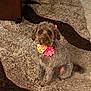 accessory, animal, bandana, brown, carpet, companion, curly_fur, cute, decor, dog, domestic_animal, flower_accessory, friendly, furniture, home, indoor, looking_at_camera, pet, sitting, tile_floor
