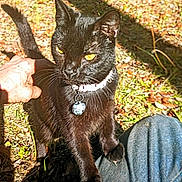 Wobbles joined the competition — help win amazing prizes! animal, black_cat, cat, closeup, collar, daylight, feline, friendly, grass, hand, jeans, leaves, nature, outdoor, person, pet, shadow, sunlight, tag, tail