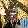 animal, black_cat, cat, closeup, collar, daylight, feline, friendly, grass, hand, jeans, leaves, nature, outdoor, person, pet, shadow, sunlight, tag, tail