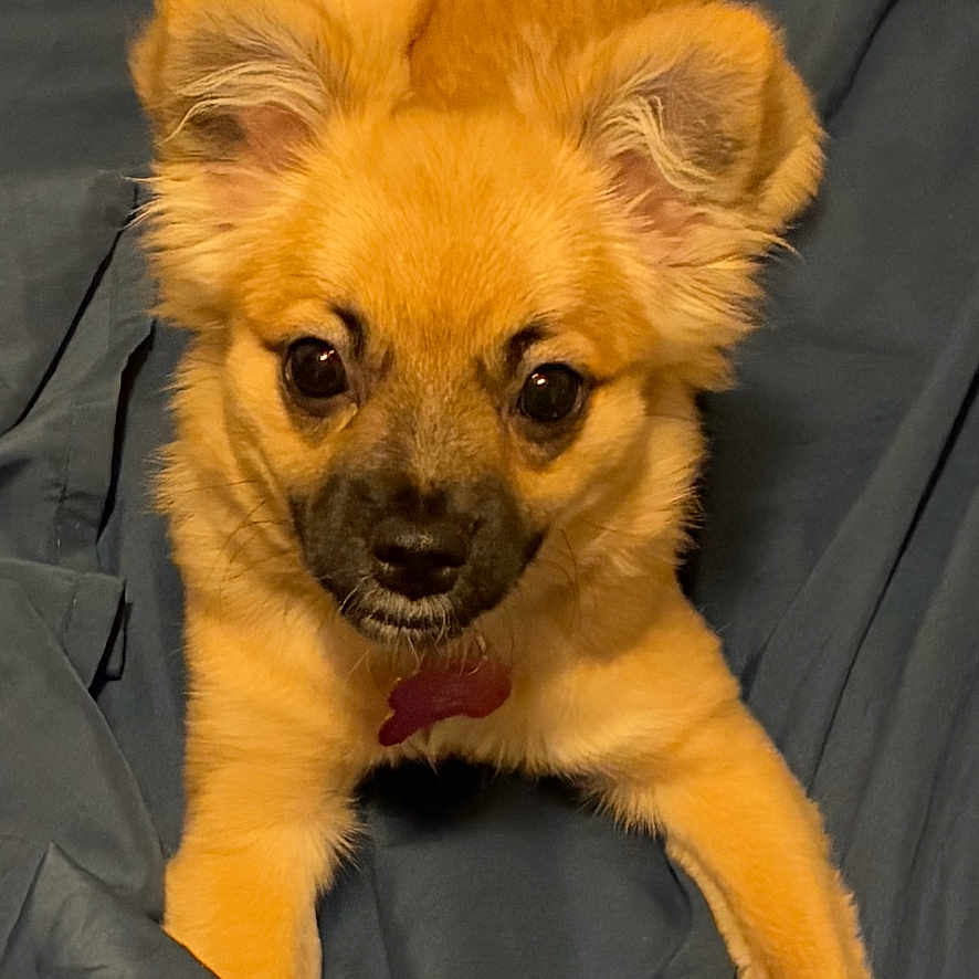 Luna Piggy Tails joined the competition — help win amazing prizes! adorable, animal, bed, canine, cute, dog, domestic_animal, ears, face, fluffy, fur, indoor, looking_at_camera, lying_down, paw, pet, playful, puppy, sheet, young