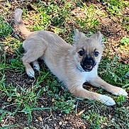 Luna Piggy Tails joined the competition — help win amazing prizes! puppy, dog, grass, outdoor, animal, pet, cute, playful, fur, tail, nature, young, canine, eyes, mouth, collar, ground, leaf, sunlight, daytime
