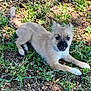 puppy, dog, grass, outdoor, animal, pet, cute, playful, fur, tail, nature, young, canine, eyes, mouth, collar, ground, leaf, sunlight, daytime