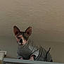 sphynx_cat, cat, pet, indoor, gray_sweater, curious, ears, feline, hairless_cat, looking_down, cabinet, texture, ceiling, wall, domestic_animal, animal, cute, cozy, clothing, portrait