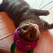 Milk joined the competition — help win amazing prizes! cat, gray_tabby, bed, purple_headband, googly_eyes, pet, feline, whiskers, cute, playful, lying_down, indoor, cozy, fur, animal, domestic, resting, looking_up, soft, sleepy