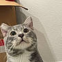 cat, gray_cat, white_fur, close_up, indoor, cardboard_box, wall, outlet, electric_plug, curious, pet, animal, whiskers, ears, feline, looking_up, domestic_cat, household, cute, young_cat
