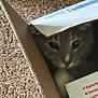 Milk is registered to the contest to win money with this photo: cat, cardboard_box, carpet, indoor, pet, curious, animal, feline, box_flap, partial_face, whiskers, eyes, domestic_cat, closeup, hiding, brown, white, soft_texture, cozy, home