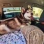 dog, husky, blue_eyes, car_interior, blanket, patterned_blanket, leash, pet, canine, happy, tongue_out, seat, window, daylight, fur, collar, resting, animal, transport, domestic_animal