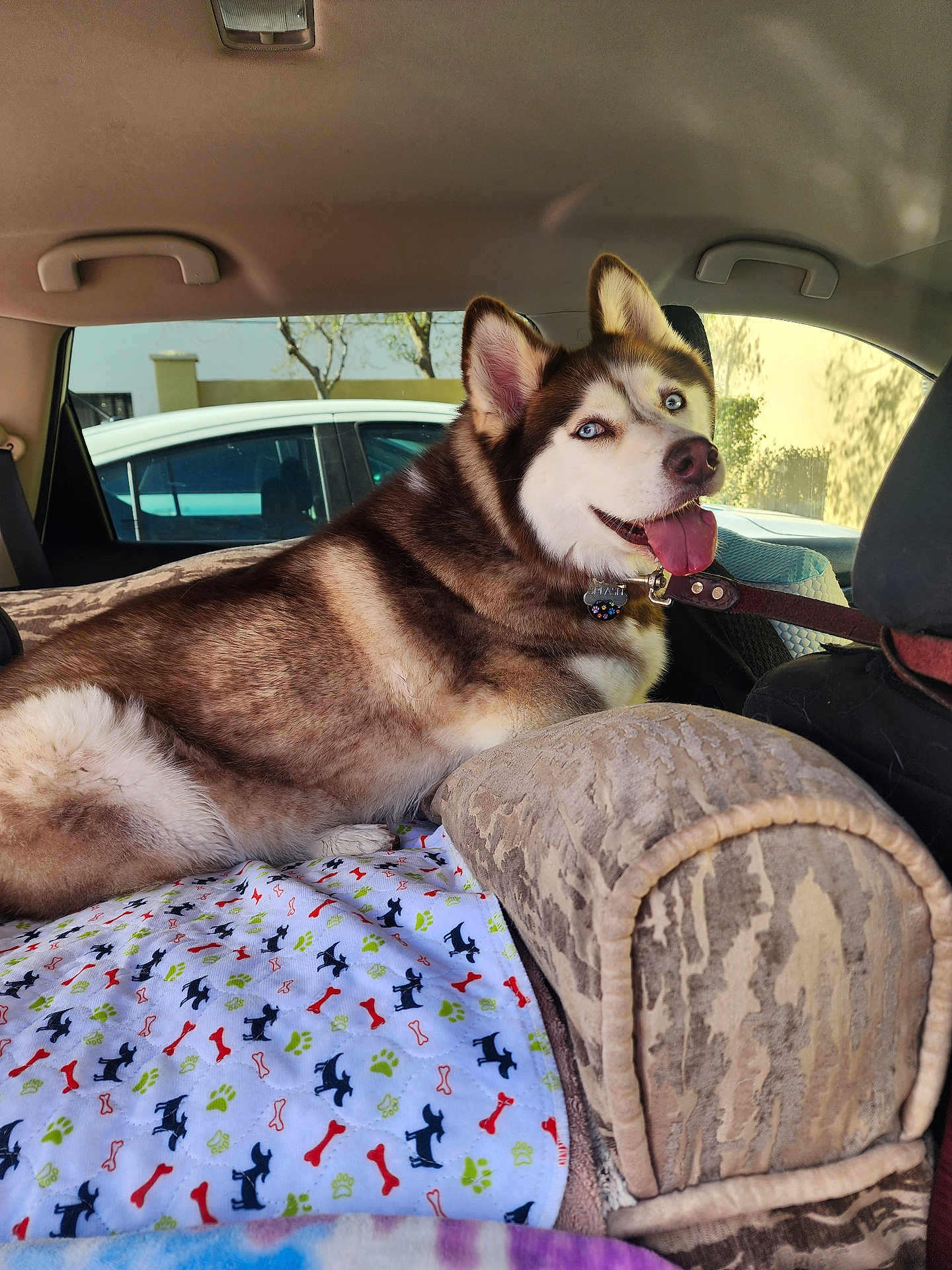 Splash joined the competition — help win amazing prizes! dog, husky, blue_eyes, car_interior, blanket, patterned_blanket, leash, pet, canine, happy, tongue_out, seat, window, daylight, fur, collar, resting, animal, transport, domestic_animal