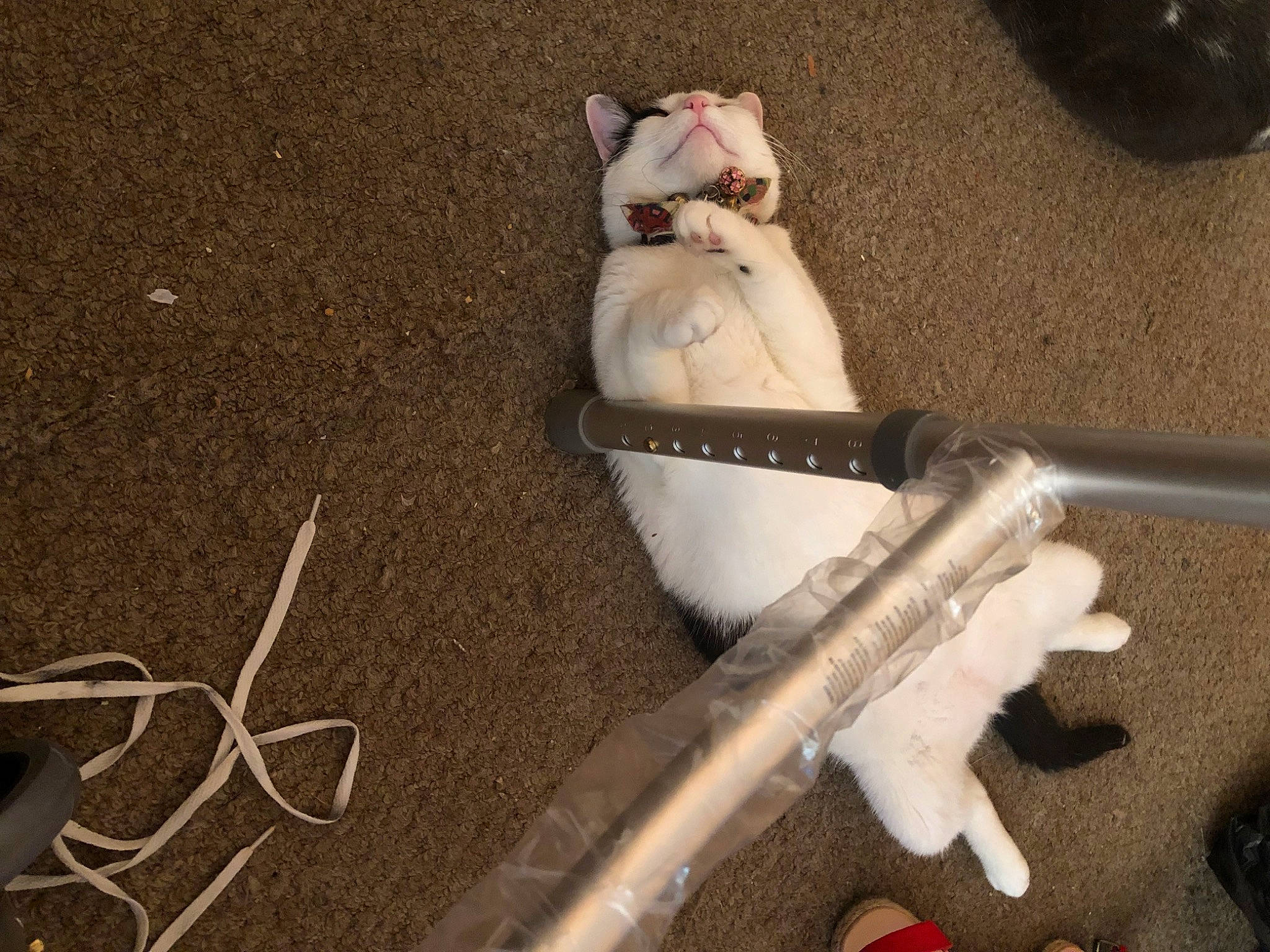 Max is registered to the contest to win money with this photo: bicycle_fork, bicycle_handlebar, carnivore, collar, companion_dog, eyewear, fashion_accessory, fawn, felidae, fur, gas, leash, metal, small_to_medium_sized_cats, sporting_group, stuffed_toy, tail, teddy_bear, toy, wood