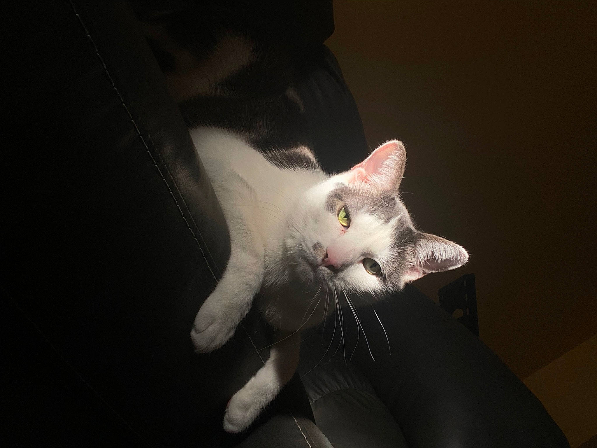 Max joined the competition — help win amazing prizes! beard, carnivore, cat, darkness, domestic_short_haired_cat, ear, eye, felidae, formal_wear, fur, gesture, monochrome_photography, paw, small_to_medium_sized_cats, snout, tail, whiskers