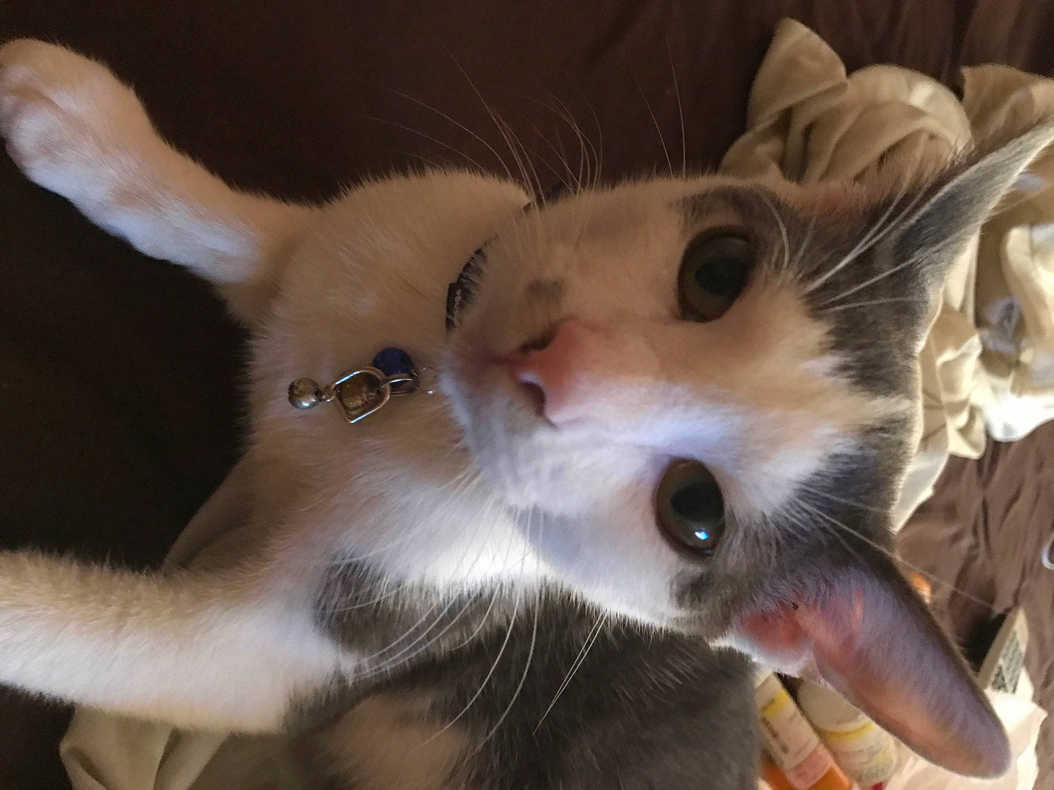 Max joined the competition — help win amazing prizes! carnivore, cat, claw, domestic_short_haired_cat, ear, fang, fawn, felidae, fur, paw, small_to_medium_sized_cats, snout, tail, whiskers