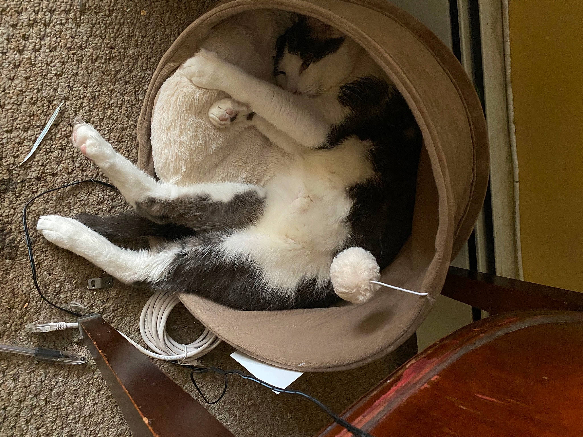 Max is registered to the contest to win money with this photo: art, canidae, carnivore, cat, cat_supply, comfort, companion_dog, domestic_short_haired_cat, fawn, felidae, fur, metal, paw, small_to_medium_sized_cats, snout, sporting_group, tail, whiskers