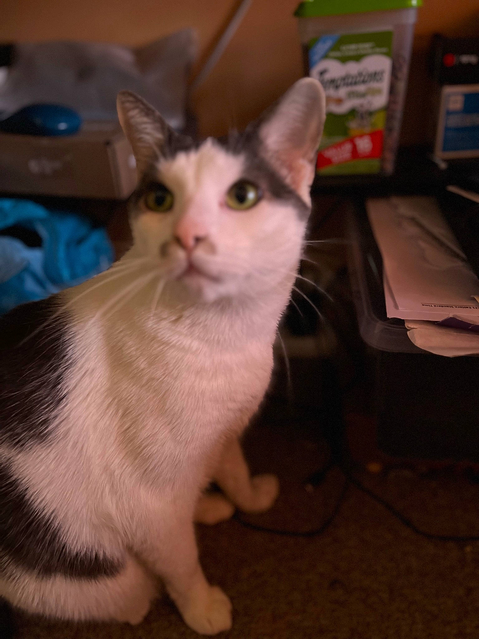 Max joined the competition — help win amazing prizes! box, carnivore, cat, domestic_short_haired_cat, fawn, felidae, fur, paw, small_to_medium_sized_cats, snout, tail, whiskers