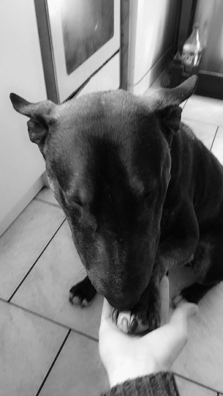 Oscar participe au concours pour gagner de l'argent avec cette photo : american_pit_bull_terrier, black, bull_and_terrier, canidae, carnivore, dog, dog_breed, ear, fawn, head, jaw, mammal, non_sporting_group, nose, puppy, snout, sporting_group, street_dog, vertebrate