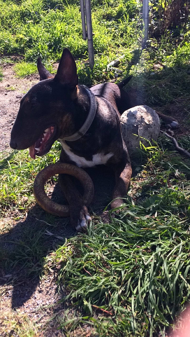 Oscar participe au concours pour gagner de l'argent avec cette photo : bull_and_terrier, bull_terrier, canidae, carnivore, dog, dog_breed, mammal, non_sporting_group, snout, vertebrate