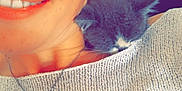 Uno participe au concours pour gagner de l'argent avec cette photo : woman, smile, freckles, face, kitten, cat, sleeping, shoulder, sweater, knitwear, necklace, indoor, closeup, cute, pet, cozy, happy, resting, young_adult, skin