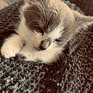 Uno a rejoint le concours — aidez-le/la à gagner de superbes lots ! kitten, sleeping, cat, whiskers, paw, fur, blanket, knit, cozy, closeup, pet, animal, resting, cute, soft, domestic, mammal, adorable, peaceful, young