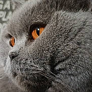 Guiguitte participe au concours pour gagner de l'argent avec cette photo : cat, gray_cat, close_up, portrait, amber_eyes, furry, whiskers, indoors, chalkboard, background, animal, pet, face, head, gray_fur, alert, looking_sideways, dramatic_lighting, photography, cute