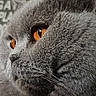 cat, gray_cat, close_up, portrait, amber_eyes, furry, whiskers, indoors, chalkboard, background, animal, pet, face, head, gray_fur, alert, looking_sideways, dramatic_lighting, photography, cute