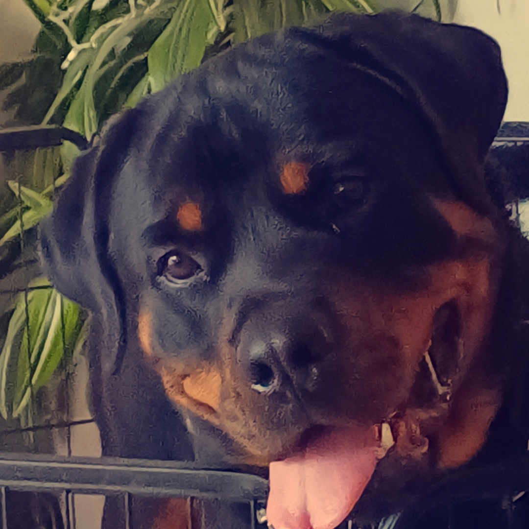 Uka a rejoint le concours — aidez-le/la à gagner de superbes lots ! accessories, animal, boxer, bulldog, canine, dog, face, flower, flowerarrangement, handrail, head, hound, labradorretriever, leaf, lion, person, pet, plant, pottedplant, puppy