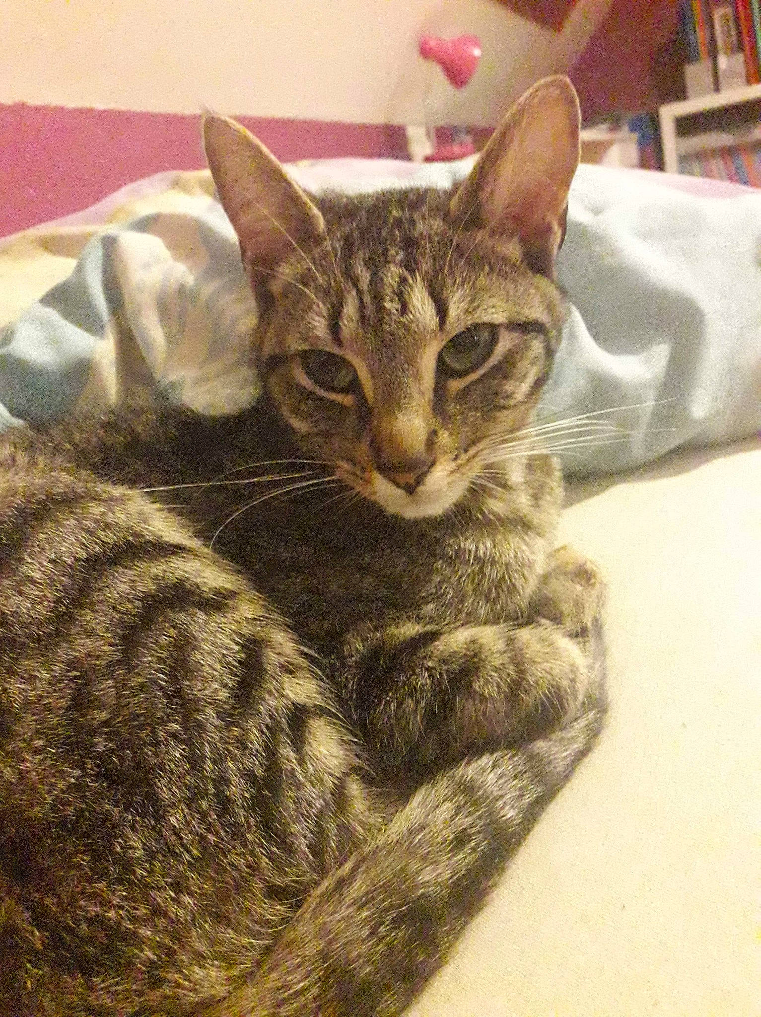 Ava a rejoint le concours — aidez-le/la à gagner de superbes lots ! american_shorthair, asian, australian_mist, california_spangled, carnivore, cat, domestic_short_haired_cat, dragon_li, egyptian_mau, european_shorthair, felidae, fur, german_rex, kitten, mammal, ocicat, pixie_bob, small_to_medium_sized_cats, tabby_cat, whiskers