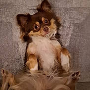 Tia a rejoint le concours — aidez-le/la à gagner de superbes lots ! dog, chihuahua, small_dog, long_hair, brown_and_white, puppy, pet, animal, face, eyes, ears, paws, belly_up, lying_down, indoor, couch, fabric, portrait, cute, funny
