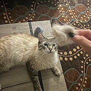 Meowricio joined the competition — help win amazing prizes! cat, fluffy, table, wood, fur, hand, carpet, patterned, indoor, pet, animal, curious, playful, whiskers, ears, paws, brown, beige, striped, relaxed