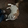 cat, fluffy, white, orange, floor, wooden, sneakers, footwear, furniture_leg, pet, indoor, curious, animal, domestic, laying_down, looking_up, paws, tail, fur, relaxed