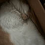 cat, fluffy, sleeping, cardboard_box, close_up, feline, pet, indoor, brown, white, fur, cozy, resting, animal, domestic, blurred, soft, curled_up, cute, box