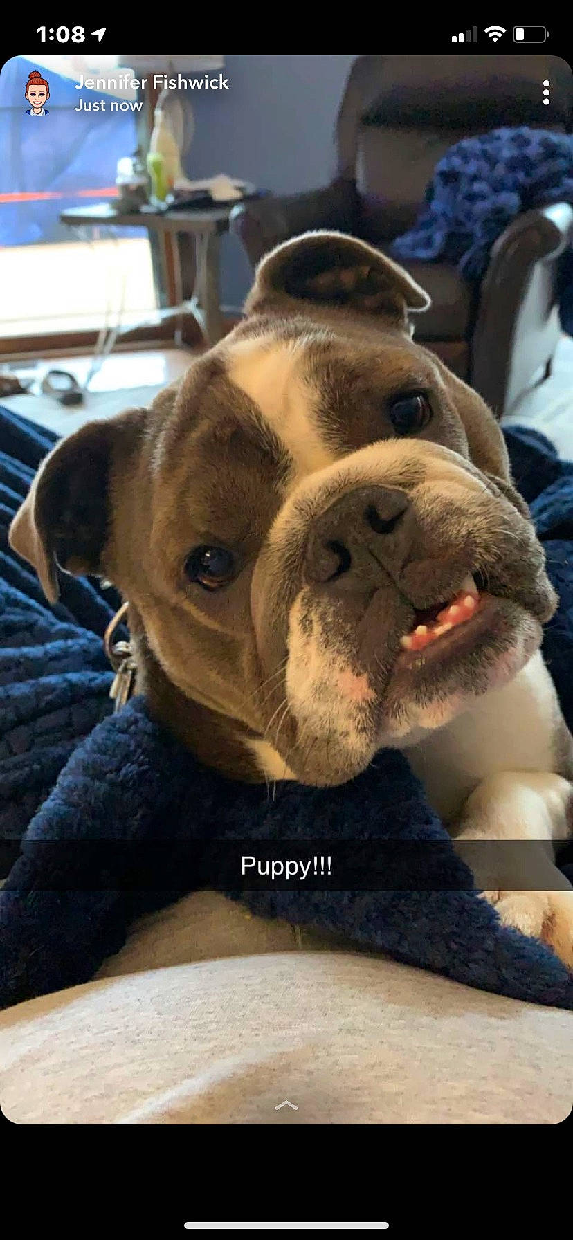 Molly is registered to the contest to win money with this photo: bulldog, canidae, carnivore, collar, companion_dog, dog, dog_breed, dog_collar, ear, fawn, fur, liver, molosser, puppy, sporting_group, terrestrial_animal, toy_dog, whiskers, working_animal, wrinkle