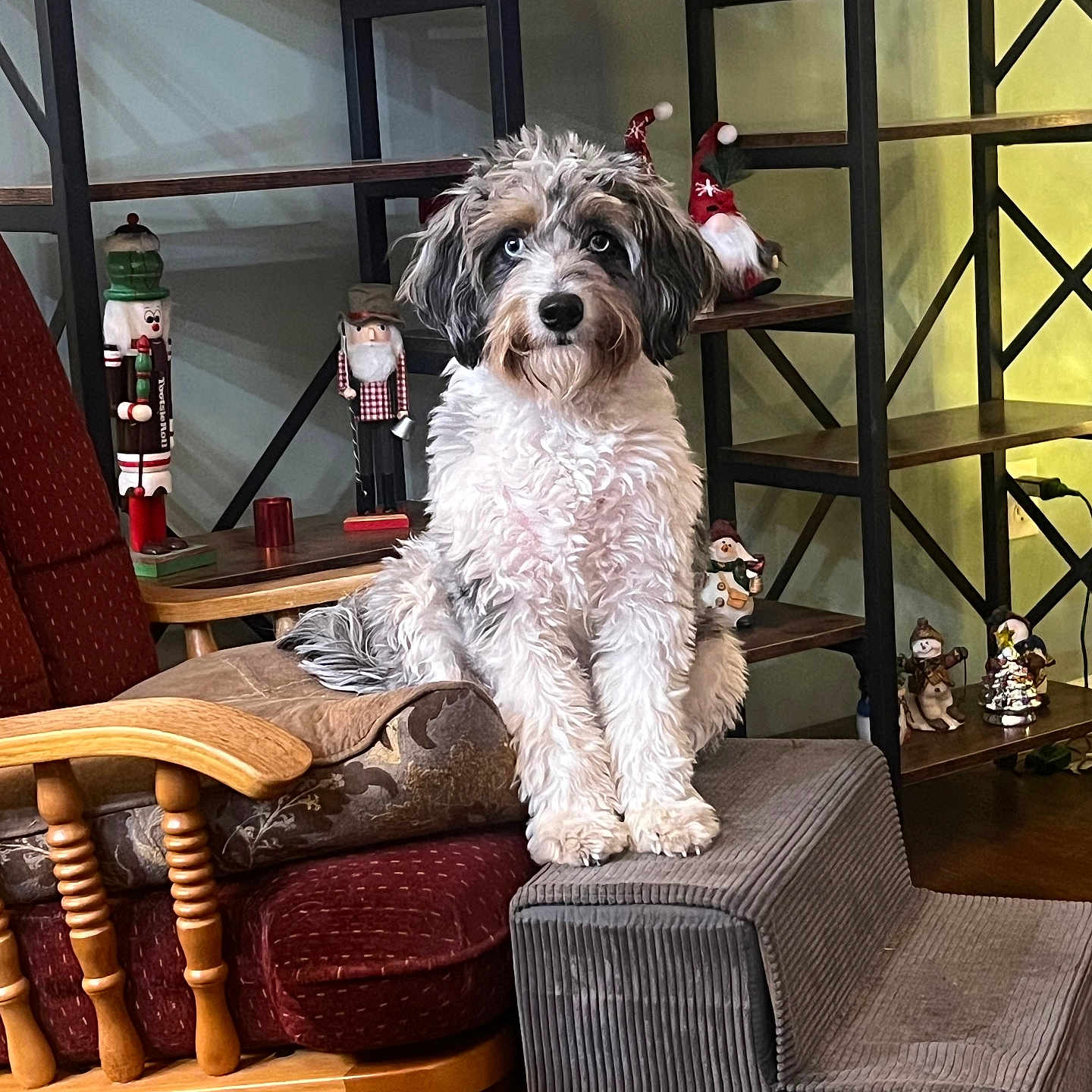 Laycee is registered to the contest to win money with this photo: armchair, bookshelf, chair, christmas_decor, cushion, cute, dog, fur, gaze, holiday_decor, indoor, living_room, nutcracker, ornament, pet_steps, portrait, puppy, shelf, sitting, wooden_furniture