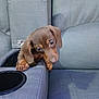 puppy, dog, dachshund, brown, pet, cute, couch, furniture, indoor, armrest, curious, animal, small, young, canine, home, domestic, looking_down, soft_lighting, cozy