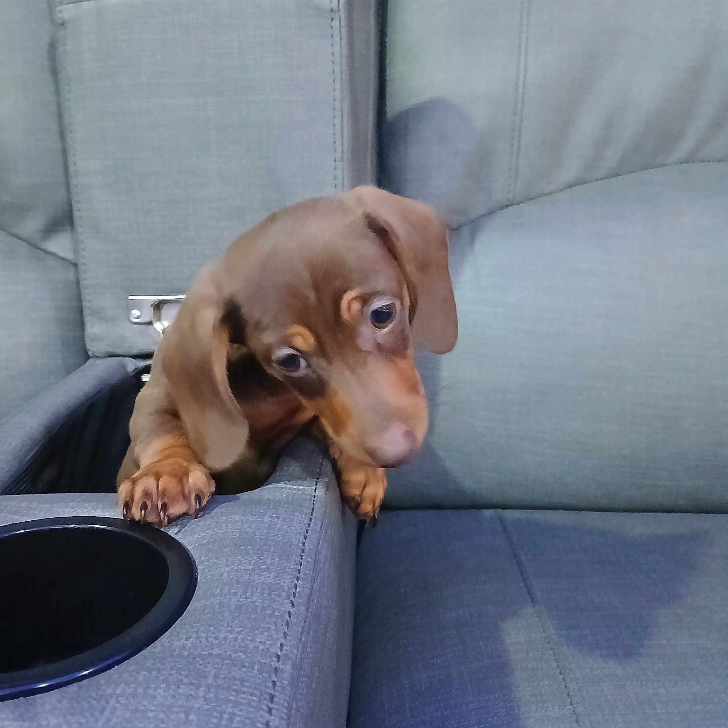 Cypress Creek is registered to the contest to win money with this photo: animal, armrest, brown, canine, couch, cozy, curious, cute, dachshund, dog, domestic, furniture, home, indoor, looking_down, pet, puppy, small, soft_lighting, young