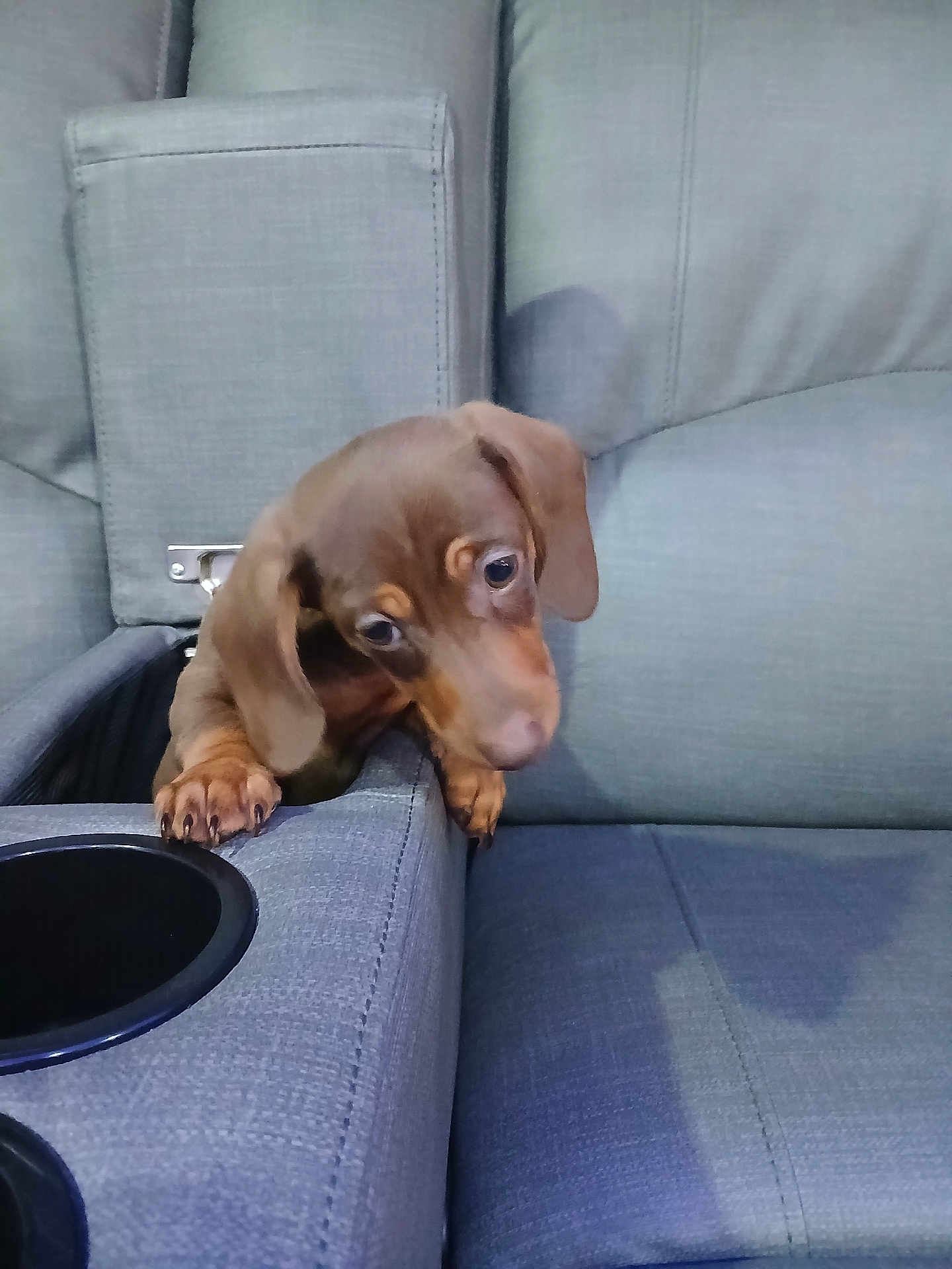 Cypress Creek is registered to the contest to win money with this photo: puppy, dog, dachshund, brown, pet, cute, couch, furniture, indoor, armrest, curious, animal, small, young, canine, home, domestic, looking_down, soft_lighting, cozy