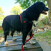 Tania participe au concours pour gagner de l'argent avec cette photo : dog, black, white, wet, leash, bench, outdoor, park, tree, grass, sunlight, animal, pet, nature, daytime, canine, fur, paws, happy, side_view