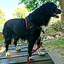 dog, black, white, wet, leash, bench, outdoor, park, tree, grass, sunlight, animal, pet, nature, daytime, canine, fur, paws, happy, side_view