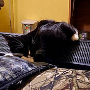 Chance joined the competition — help win amazing prizes! cat, tuxedo_cat, sleeping, resting, pet, animal, black_and_white, whiskers, paws, fur, laundry_basket, basket, blanket, bed, bedroom, indoor, cozy, relaxed, home, furniture