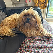 Yoko a rejoint le concours — aidez-le/la à gagner de superbes lots ! dog, fluffy, couch, blanket, indoor, home, furniture, curtain, window, decor, toy, drawer, relaxed, pet, brown, long_hair, animal, resting, cozy, living_room
