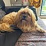 dog, fluffy, couch, blanket, indoor, home, furniture, curtain, window, decor, toy, drawer, relaxed, pet, brown, long_hair, animal, resting, cozy, living_room