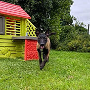 Vasco a rejoint le concours — aidez-le/la à gagner de superbes lots ! dog, running, grass, playhouse, greenery, outdoor, pet, happy, canine, nature, yard, garden, tree, bush, colorful, animal, fun, play, summer, daytime